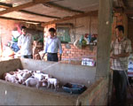 Năm 2013, huyện Bù Đăng không để xảy ra dịch, bệnh trên đàn gia súc, gia cầm.