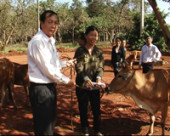 Dự án “Ngân hàng bò” huyện Bù Đăng đã tặng 11 bò giống cho 6 hộ nghèo.