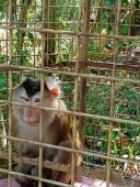 Hạt Kiểm lâm Bù Đăng bàn giao cá thể Khỉ đuôi lợn để thả về tự nhiên