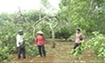 Lốc xoáy gây thiệt hại hàng trăm hecta điều ở xã Đoàn Kết huyện Bù Đăng.