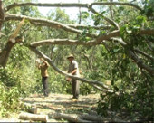 Lốc xoáy gây thiệt hại 9 căn nhà và 119 ha cây trồng của nông dân các xã Bình Minh Đắk Nhau và Đường 10.