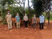 PCT UBND xã Bom Bo - Nguyễn Thị Thuận trao bò giống cho các hộ dân tại xã Bom Bo