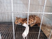Bù Đăng: Bác sĩ Thú y cứu hộ Mèo rừng bị mắc bẫy