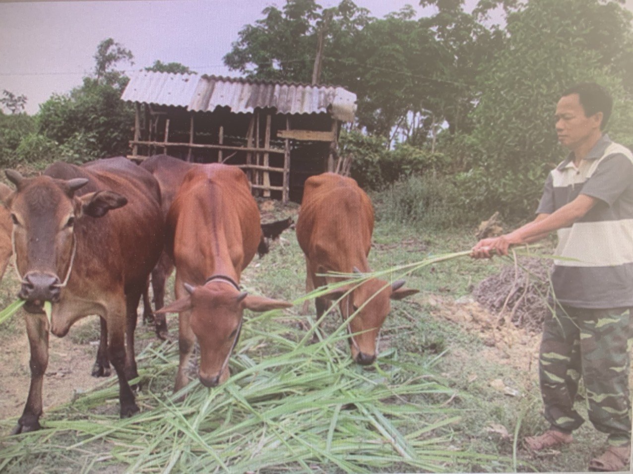 Anh Châu Hồng Sơn - thôn Sơn Quý - xã Phú Sơn đang chăm sóc đàn Bò của gia đình.