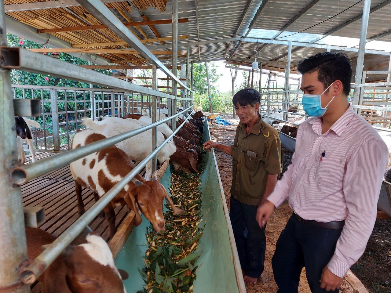 Ngân hàng Chính sách xã hội huyện thăm mô hình nuôi dê của hộ vay Từ Thanh Sơn tại xã Đức Liễu.